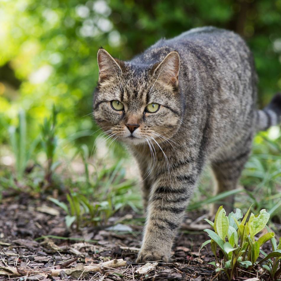 Immer wieder ein Thema: Katzen-Notstand  – Tierschützer schlagen Alarm