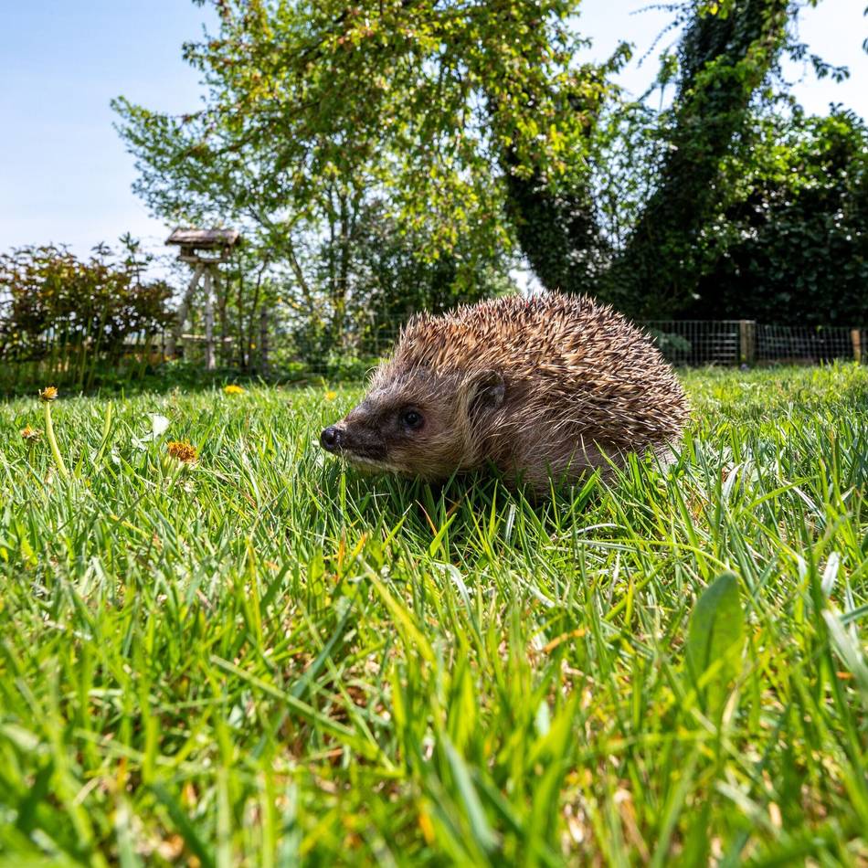 Tierschutz in Neuss : Wie Gartenbesitzer Igeln in Not helfen können
