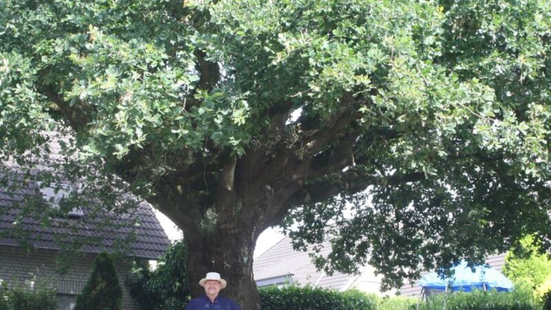 Serie Naturdenkmäler im Kreis Viersen: Die älteste Bewohnerin von Niederkrüchten