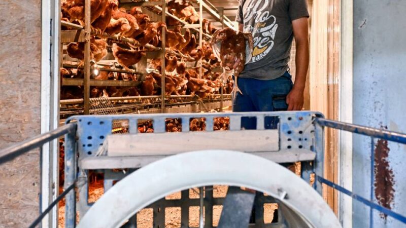 Sommer im Kreis Viersen: So schützen Landwirte ihre Tiere vor Hitze