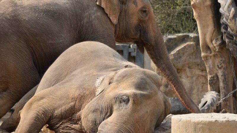 80 Jahre Rheinische Post: Mit der RP den Zoo erleben, bevor die Tore öffnen