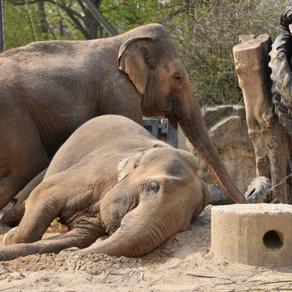 80 Jahre Rheinische Post: Mit der RP den Zoo erleben, bevor die Tore öffnen
