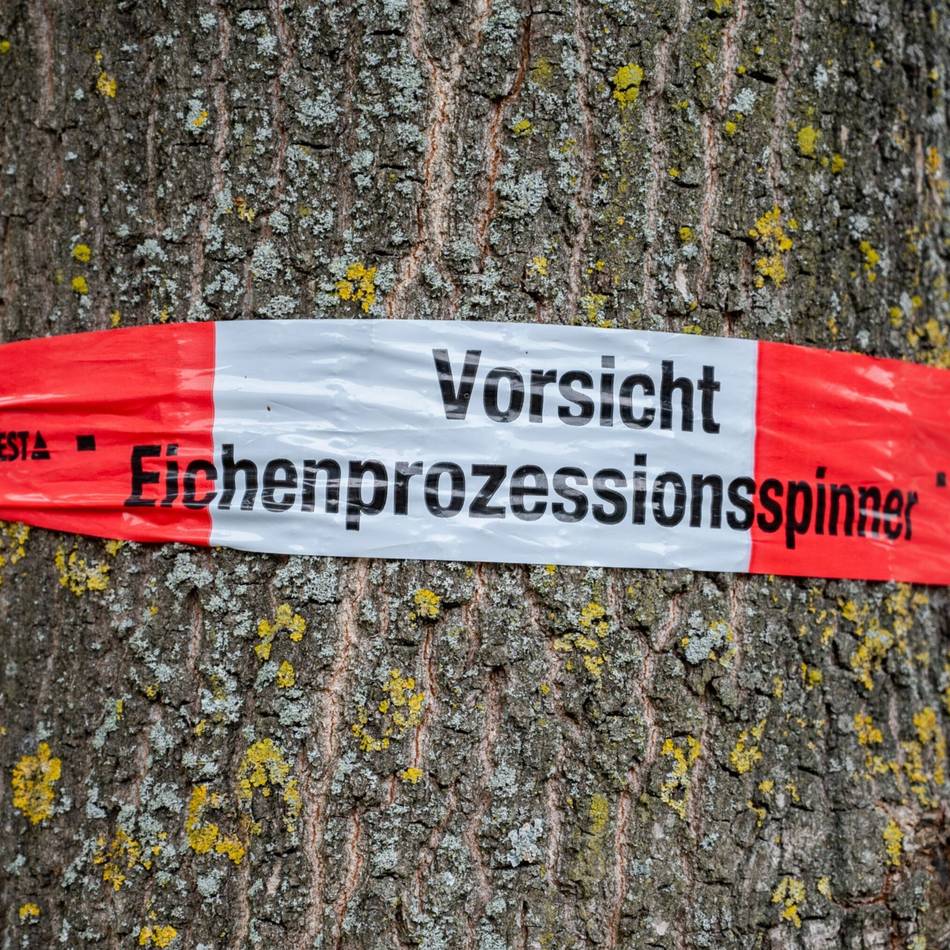 Population im Kreis Viersen rückläufig: Aufatmen beim Kampf gegen den Prozessionsspinner