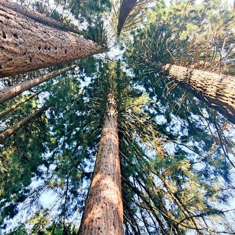Bäume in Kaldenkirchen im Stress: Trockenheit macht Sequoiafarm zu schaffen