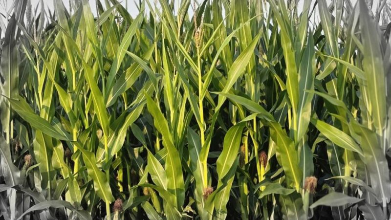 Ernte in Hückeswagen: Dürre bedroht Viehfutter – Landwirte brauchen dringend Regen
