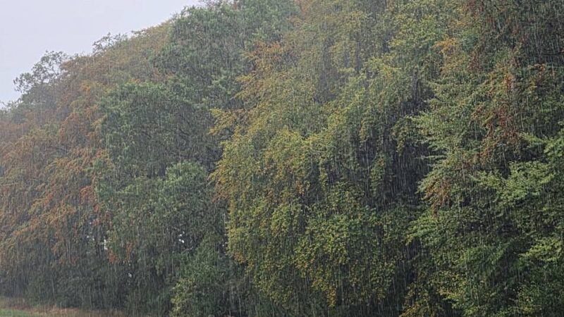 Der Hückeswagener Wald im Sommer 2026: Endlich Regen – wenn Bäume aufatmen könnten. . .