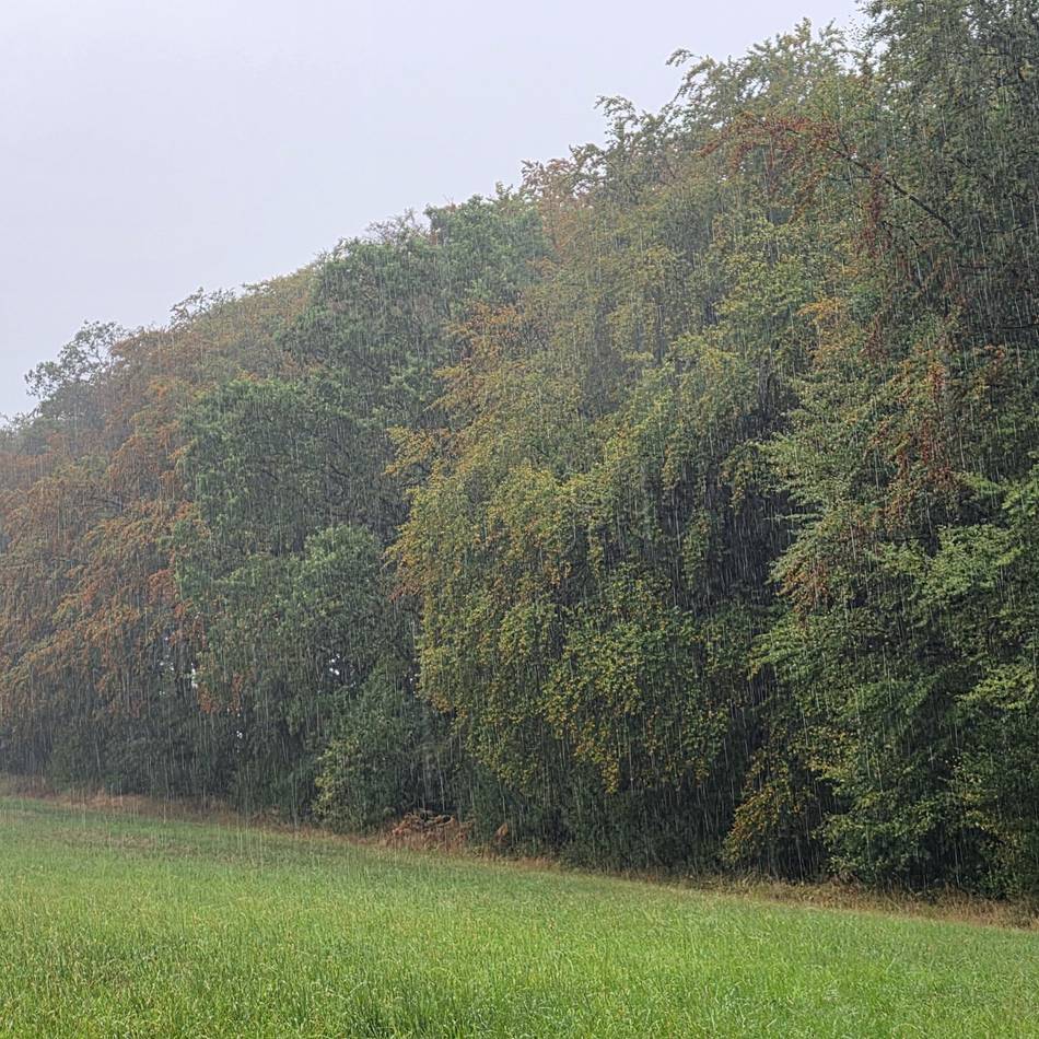 Der Hückeswagener Wald im Sommer 2026: Endlich Regen – wenn Bäume aufatmen könnten. . .