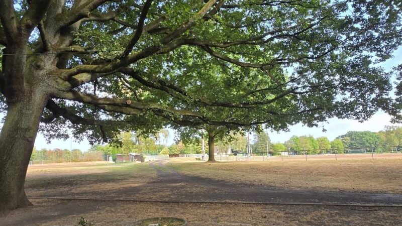 Politischer Antrag in Leverkusen: OP Plus will Eiche am Birkenberg zum Naturdenkmal machen