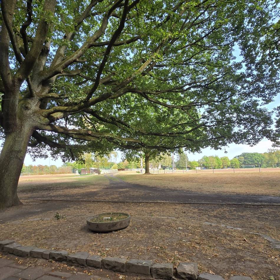 Politischer Antrag in Leverkusen: OP Plus will Eiche am Birkenberg zum Naturdenkmal machen