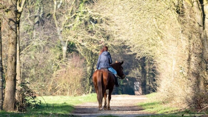 Bei Korschenbroich: Kind auf Rad stößt mit Pferd zusammen – Reiterin stürzt