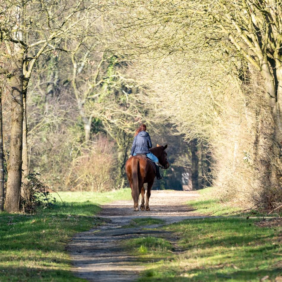 Bei Korschenbroich: Kind auf Rad stößt mit Pferd zusammen – Reiterin stürzt