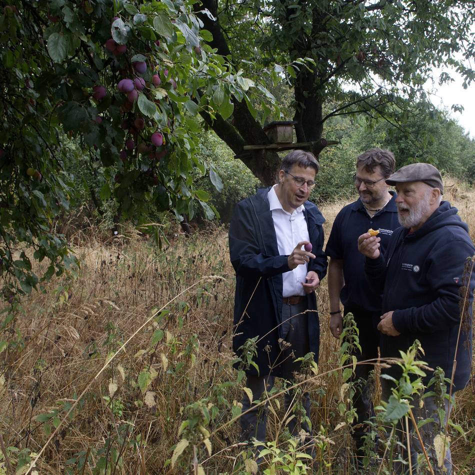 Streuobstwiese in Sonsbeck: „Uns wurde schon ein ganzer Baum aus dem Boden geklaut“