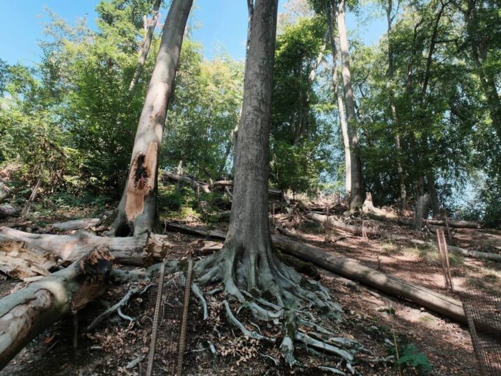 Heiligenhauser Naherholungsgebiet: Sommerhitze bringt dem Wald Trockenstress