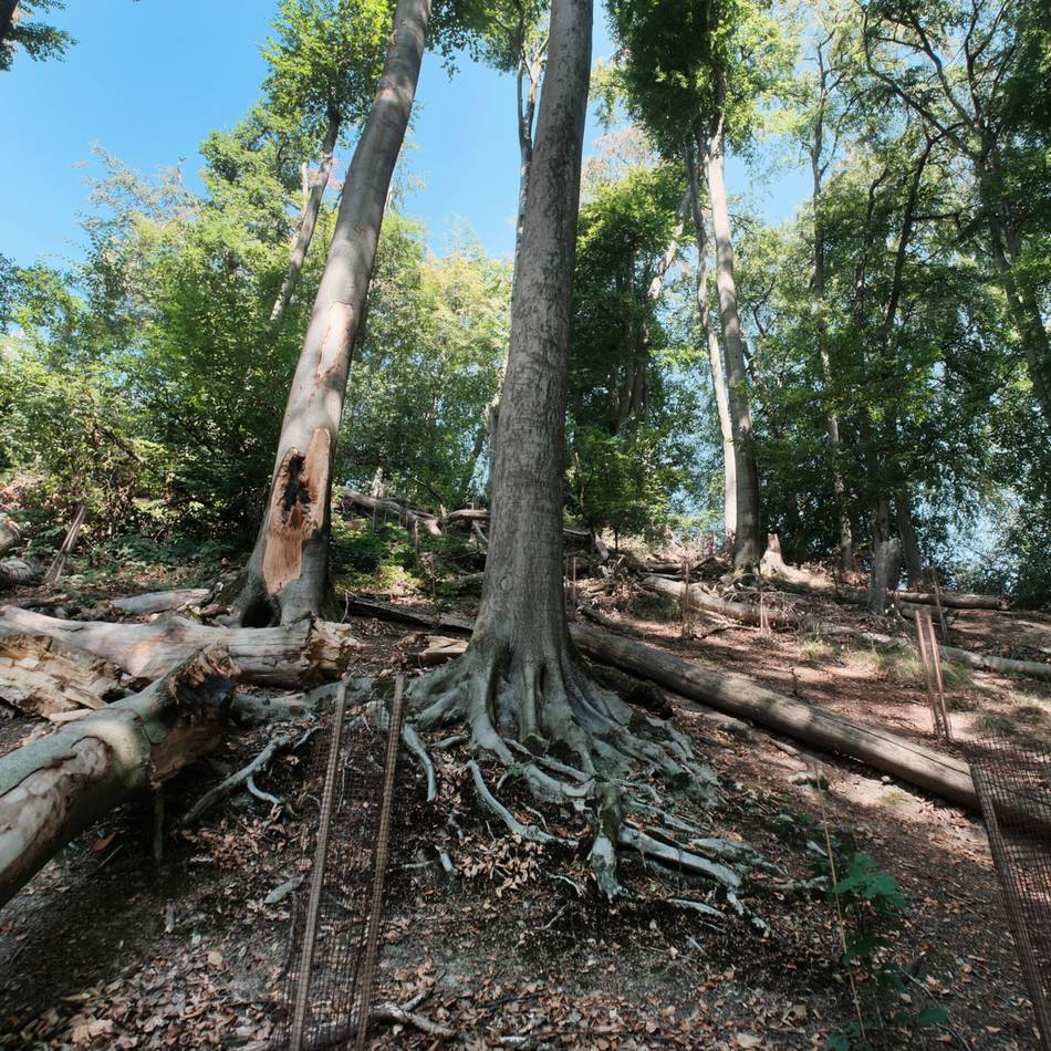 Heiligenhauser Naherholungsgebiet: Sommerhitze bringt dem Wald Trockenstress