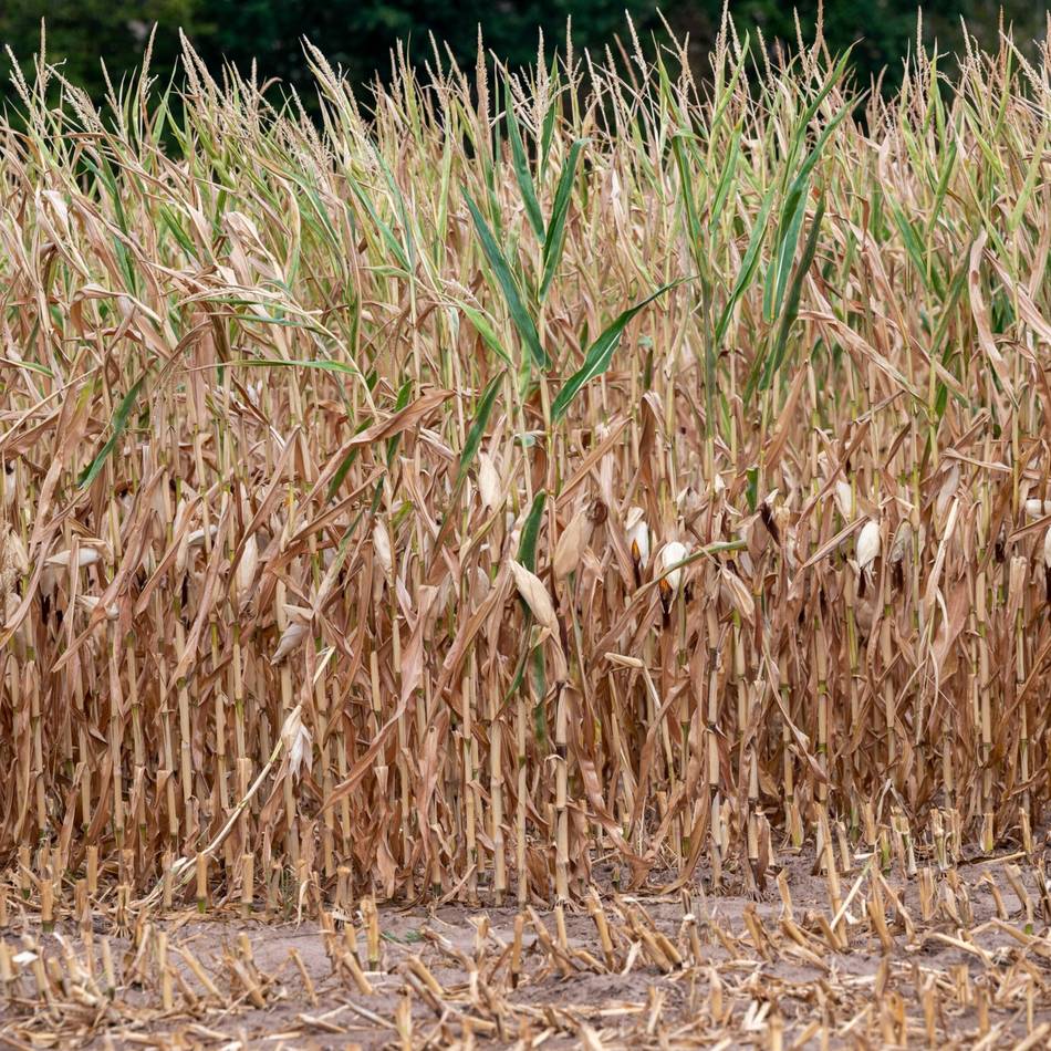 Folgen von Trockenheit und Hitze: Bauern verzeichnen massive Ernteeinbußen