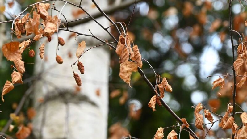 Meerbuscher Bäume leiden unter Trockenheit: „Die Klimakrise ist da und bedroht den Wald“