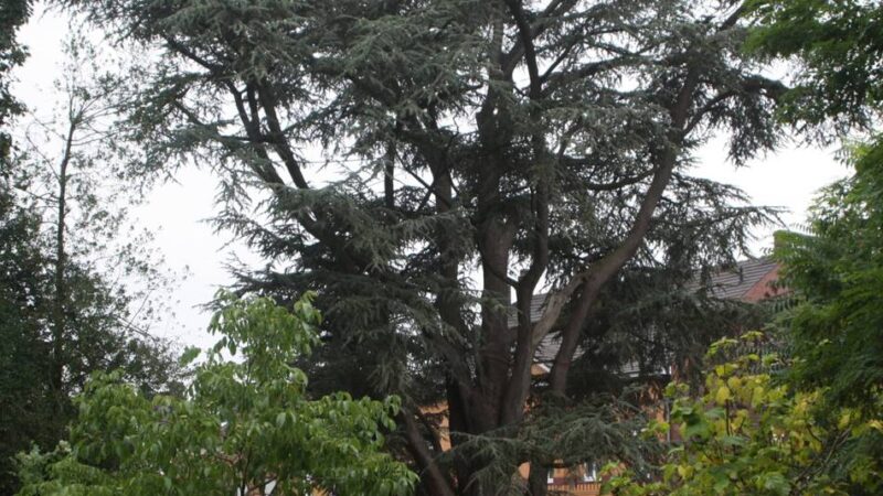Serie Naturdenkmäler im Kreis Viersen: Ein Baum mit vielen Talenten