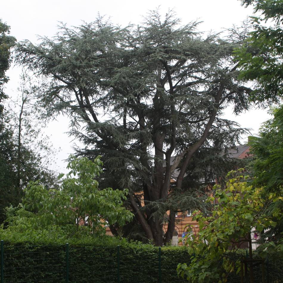 Serie Naturdenkmäler im Kreis Viersen: Ein Baum mit vielen Talenten