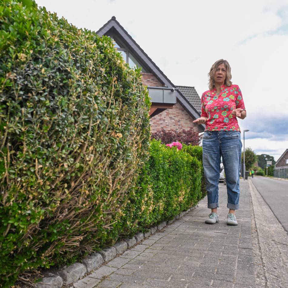 Streit um Rückschnitt: Posse um Buchsbaumhecke in Walbeck