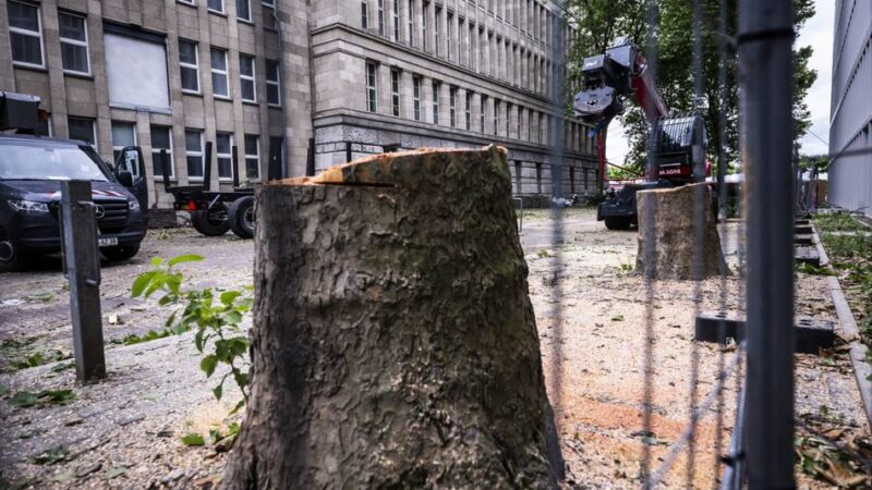 Parks und Straßen betroffen: Stadt Düsseldorf fällt 173 kranke und abgestorbene Bäume
