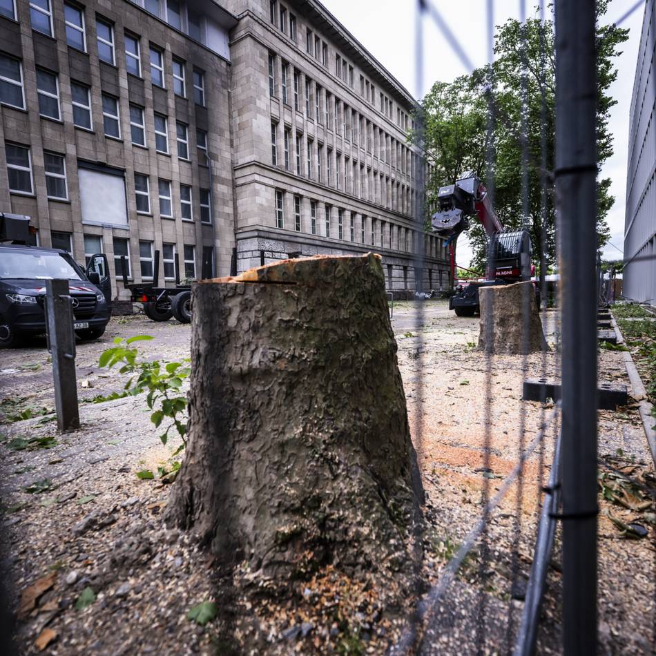 Parks und Straßen betroffen: Stadt Düsseldorf fällt 173 kranke und abgestorbene Bäume