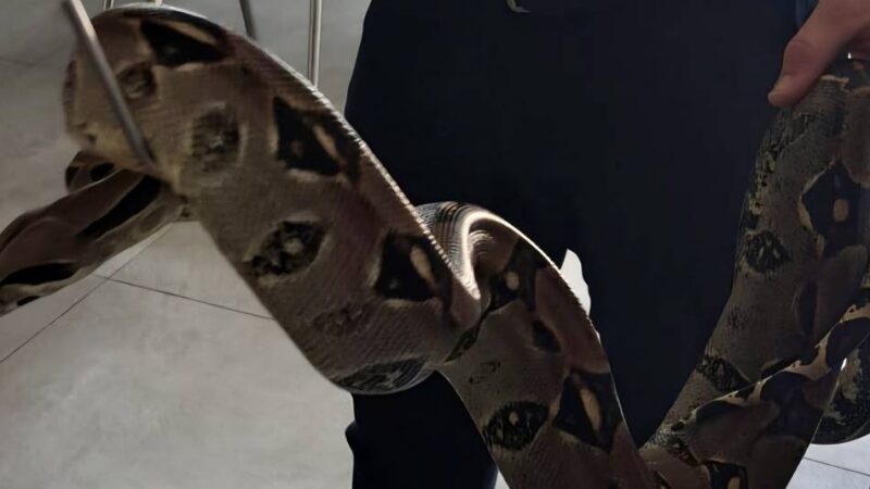 Würgeschlange in Krefeld: Gefundene Boa zieht zu erfahrenem Reptilienhalter