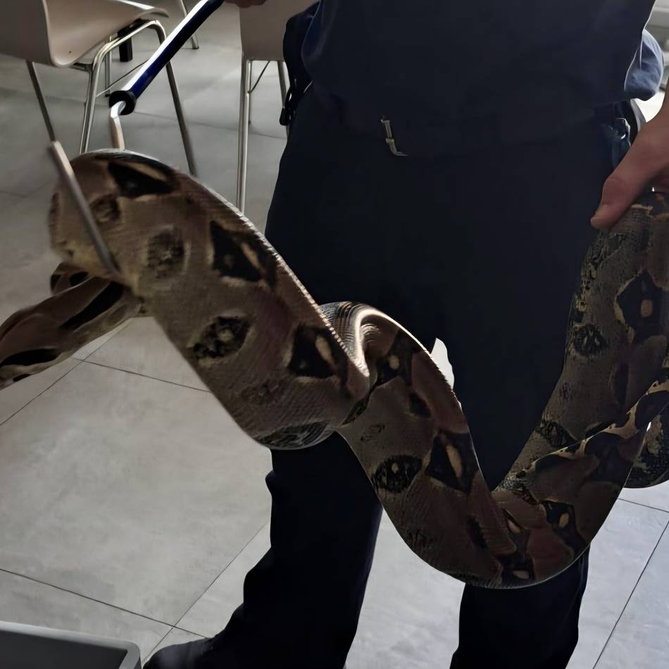 Würgeschlange in Krefeld: Gefundene Boa zieht zu erfahrenem Reptilienhalter