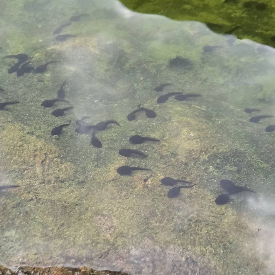Naturerlebnis in Düsseldorf: Aktionstag in der Waldschule