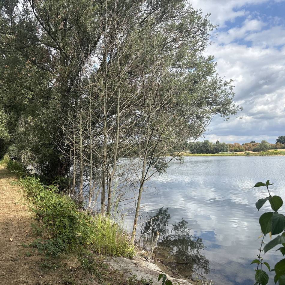 Bäume am Elfrather See: Ratsgruppe Luks kritisiert Baumfällungen