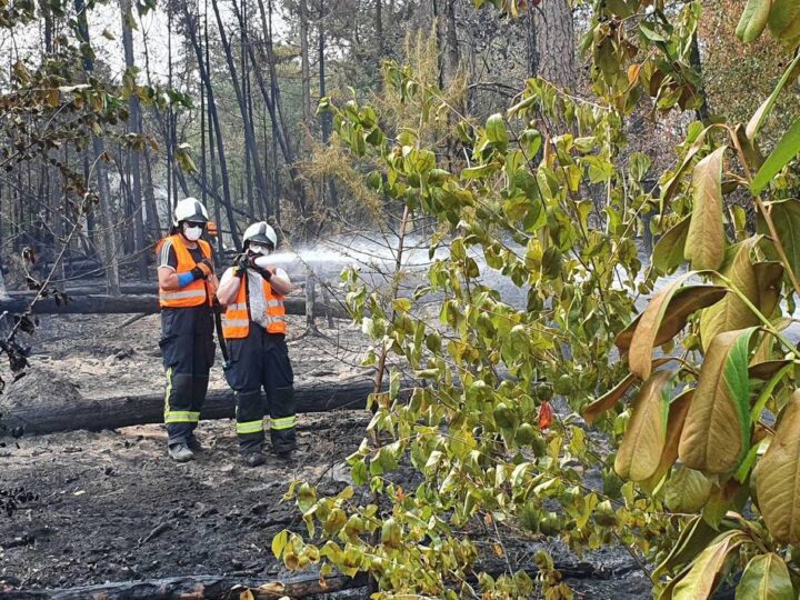 Waldbrand in Sonsbeck – Einsatz dauert an: „Der Boden ist noch immer über 100 Grad heiß“