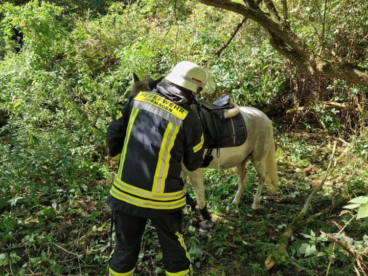 Einsatz im Dormagener Mühlenbusch: Feuerwehr rettet Pferd aus Brombeerhecke