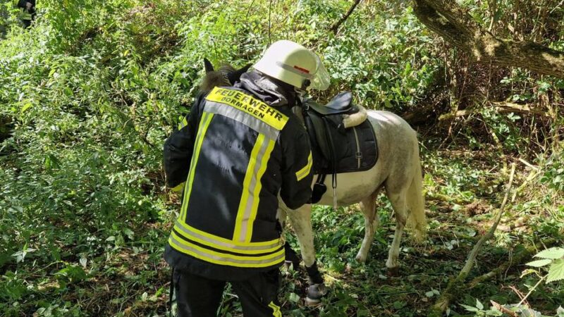 Einsatz im Dormagener Mühlenbusch: Feuerwehr rettet Pferd aus Brombeerhecke