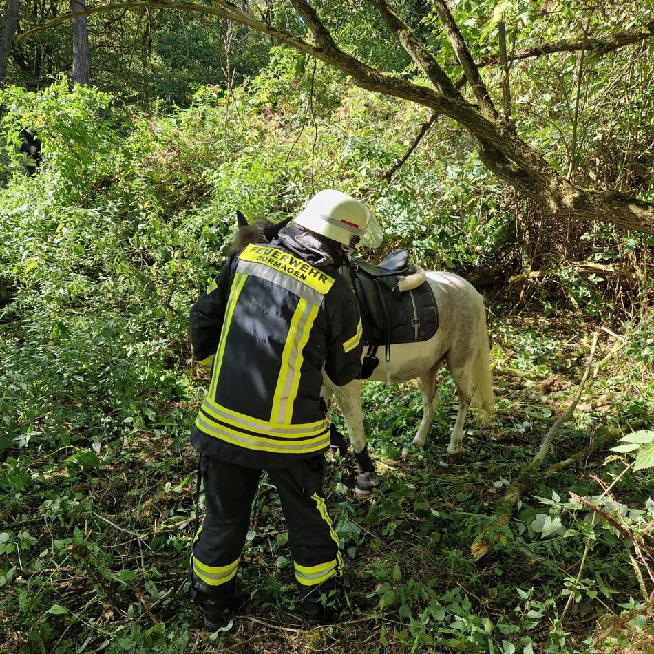Einsatz im Dormagener Mühlenbusch: Feuerwehr rettet Pferd aus Brombeerhecke