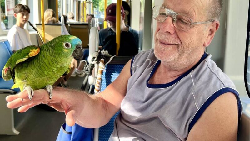 Papagei in der U73 – er liebt die Straßenbahn: Bonnie macht die Bahnfahrt bunt