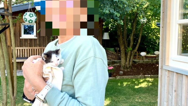 „Viele ignorieren Kastrationspflicht“: Was eine Weseler Tierfreundin fordert, um das Elend von verwilderten Katzen zu lindern