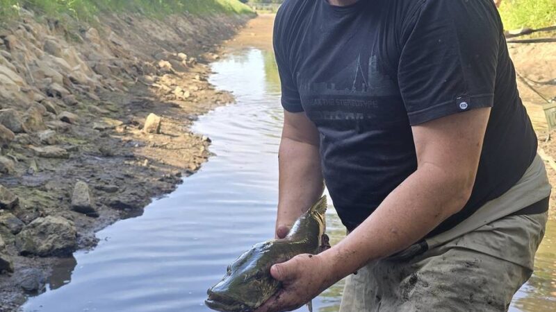 Hilfsaktion in der Issel bei Hamminkeln: 60 Kilo Fische gerettet – „Wenn das Wasser verschwindet, zählt jede Stunde“