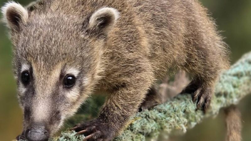 Serie Einfach tierisch!: Süßer Nachwuchs begeistert die Besucher