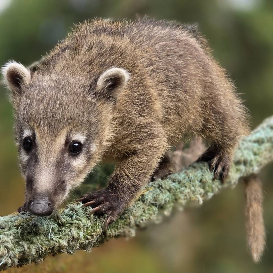 Serie Einfach tierisch!: Süßer Nachwuchs begeistert die Besucher