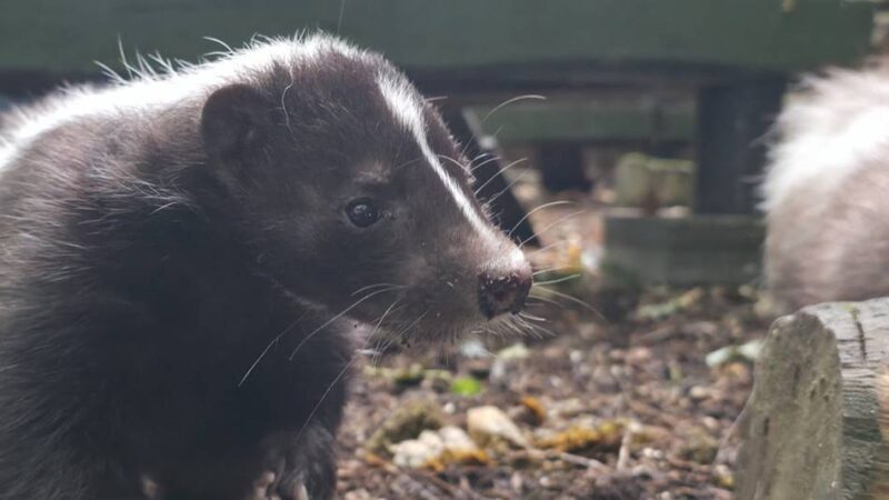 Serie Einfach tierisch!: Warum die Stinktiere im Tierpark Brüggen doppelt gesichert sind