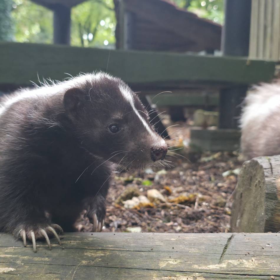 Serie Einfach tierisch!: Warum die Stinktiere im Tierpark Brüggen doppelt gesichert sind