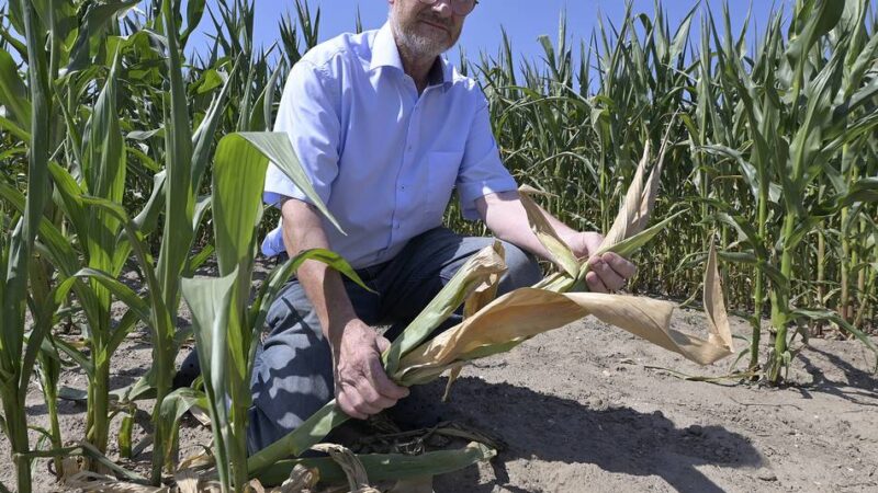 Landwirtschaft im Kreis Viersen: Trockenheit setzt Bauern unter Druck