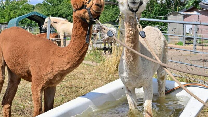Tiere im Hitzesommer: „Auch öffentliche Näpfe im Restaurant sind nicht immer ungefährlich“