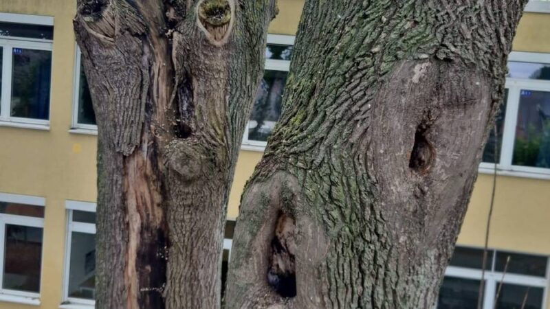 Gesamtschule an der Mühlenstraße: Gefahr für die Schule in Hochneukirch – drei Bäume müssen gefällt werden