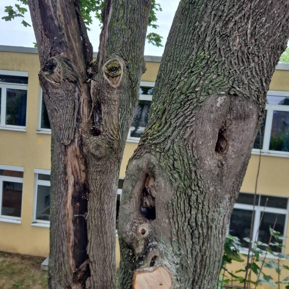 Gesamtschule an der Mühlenstraße: Gefahr für die Schule in Hochneukirch – drei Bäume müssen gefällt werden