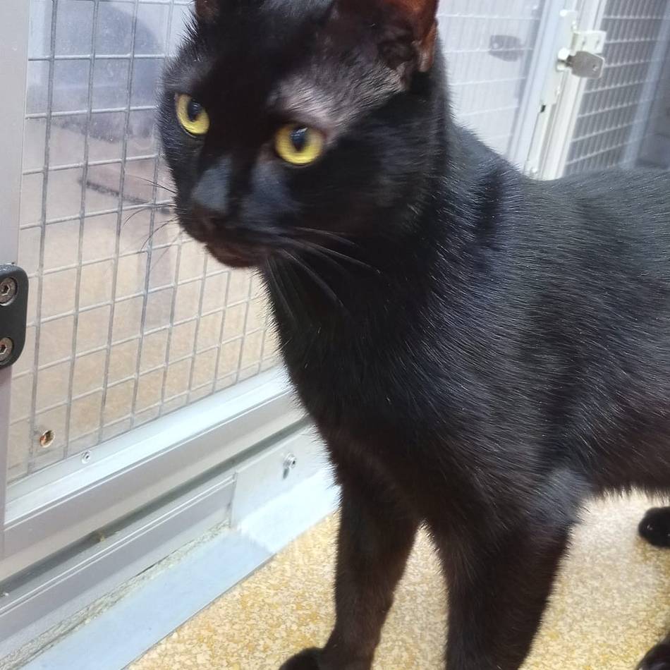 Tier der Woche aus Hilden: Zurückhaltender Kater sucht verständnisvolle Menschen