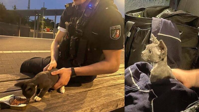 Am Bahnhof in Dormagen: Katzenjunges in Tüte ausgesetzt – Polizei sucht Zeugen