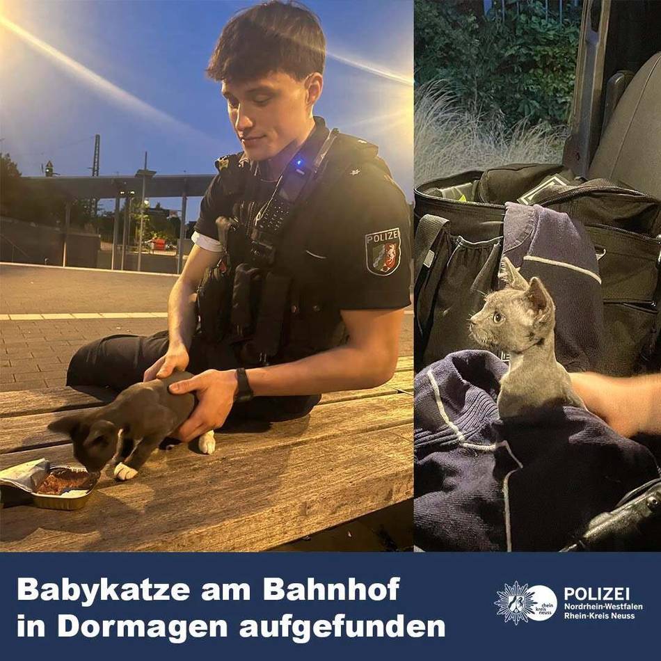 Am Bahnhof in Dormagen: Katzenjunges in Tüte ausgesetzt – Polizei sucht Zeugen