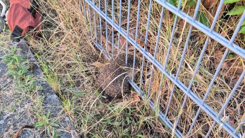 Tierischer Einsatz: Feuerwehr Xanten befreit Igel aus Zaun