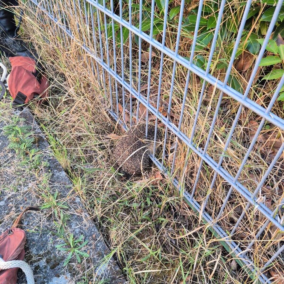 Tierischer Einsatz: Feuerwehr Xanten befreit Igel aus Zaun