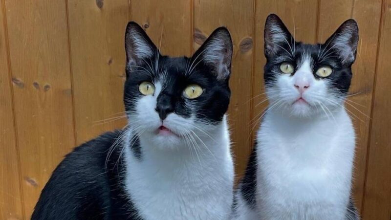 „Tiere der Woche“ in Wermelskirchen: Kater mit Charme – Schwester mit Stil